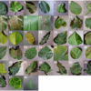 Using Deep Learning for Image-Based Plant Disease Detectionまとめた