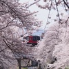 ちょびっと桜、撮りました。