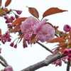 次は八重桜です