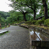 雨の三渓園でハスの花を撮影する