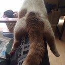 人間がへた