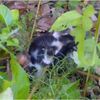 雑草の中で泣いて助けを求めていた子猫を緊急保護
