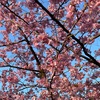 早咲きの桜