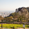 神戸布引ハーブ園：山桜と菜の花