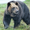 情熱大陸 「ヒグマの追跡」