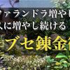 ブセファランドラ増やし方を徹底解説！半永久に増やすブセの錬金術！