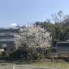 薄墨桜＠吉野川市川島町旧役場