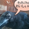 うちに居てくれたカラスについて少し話をしよう 〜あなたが生きた証に〜