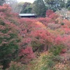 京都に行った大学生