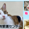 猫の里親さん緊急大募集！新潟県動物愛護センター