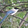 ベランダからの鳥ちゃん