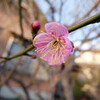 閑話休題　梅の花