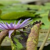 睡蓮その２（水生植物公園みずの森）