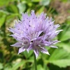 畑の初夏の花4