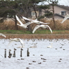 今朝の瓢湖