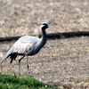 助走しながら飛び立っていく迷鳥アネハヅル