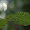 雨上がり