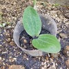 ずぼらが種から野菜苗作り