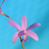 cattleya mantiqueira