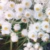 8月28日誕生日の花と花言葉歌句