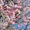 🌸枝垂れ桜【スマホ撮り】