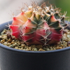 日本発の緋牡丹錦（Gymnocalycium mihanovichii "Hibotannishiki" from Japan）