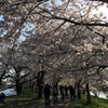 福岡堰の桜