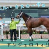 アンジェロフィリオ新馬勝ち！