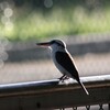 サイパンのナンヨウショウビン(Collared Kingfisher)