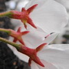 向島百花園の桜