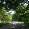 神代植物公園のあじさい