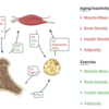 筋肉と骨と脂肪のクロストーク：ミオカインとオステオカインとアディポカインの生物学的役割について