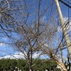 雲