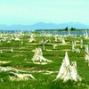 ２２位　北海道　野付半島のトドワラの３６０度地平線の風景