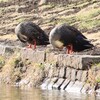 千鳥ヶ淵 の鳥