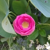 ハスの花が咲きました