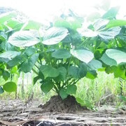 能登大納言小豆