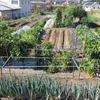 実家の畑で農作業