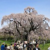 日本五大桜って何？