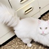 『愛猫』トリミングbefore→after