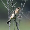 ノビタキ♀繁殖羽