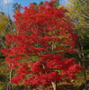 於大公園で紅葉狩り♪