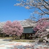 4月3～4日　ちょっとそこまで　伊那～駒ケ根　⑦春日公園⑧光前寺前の水仙⑨飯島町田切の池⑩与田切公園