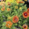 7月26日！ 今日もいろんな植物〜♪　夏らしい花入ってますよ♪