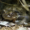 大きいアズマヒキガエル