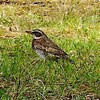 強風 森が鳴る