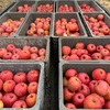 りんごの収穫完了。