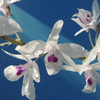 Dendrobium transparens