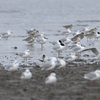 隣の県に鳥を見に行った日記（２０２１　０２２７）その２。