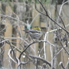 Townsend's Warbler